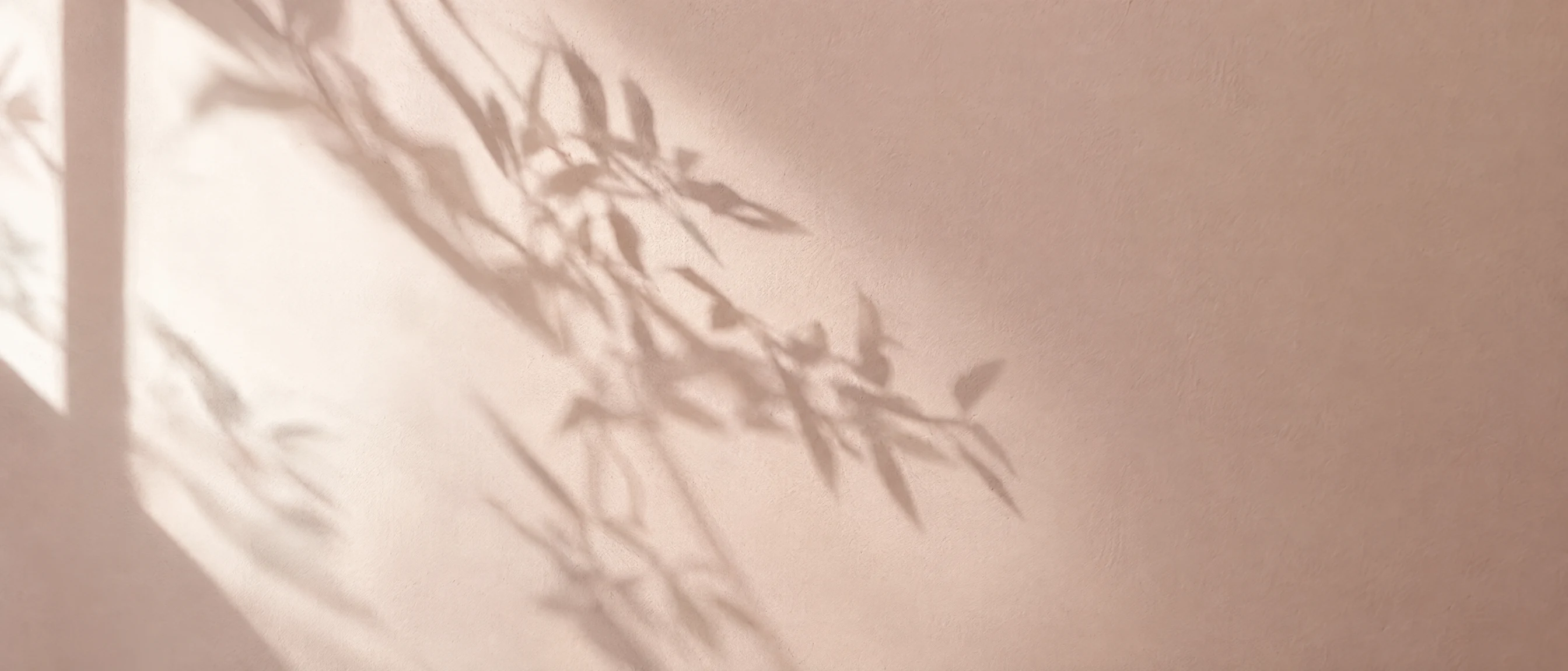 Schatten eines Olivenzweigs auf einer rosé Putzwand